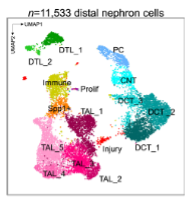 Distal Nephron Database